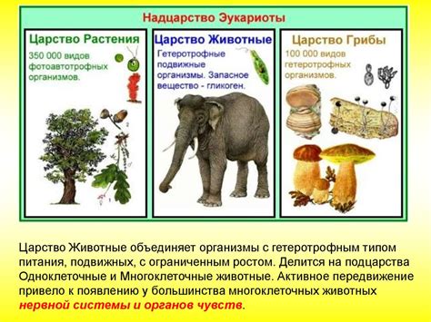 Видовое разнообразие и особенности организмов