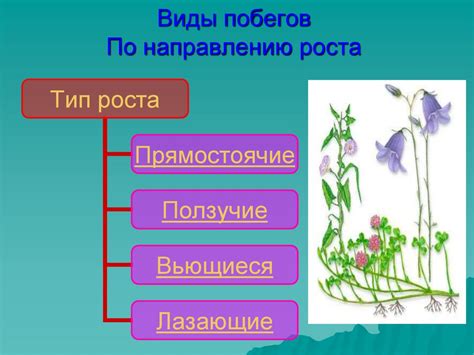 Виды побегов по форме и расположению