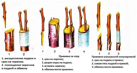 Виды прививок