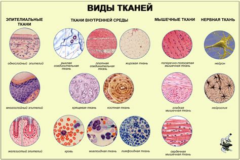 Виды соединительной ткани