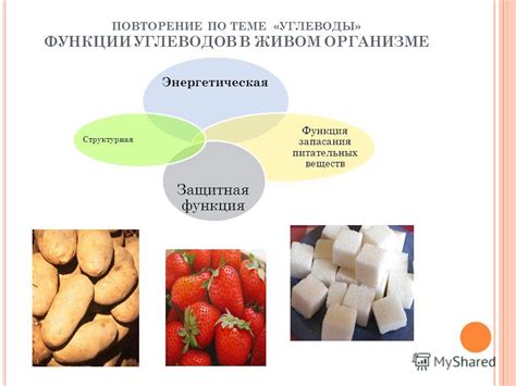 Виды углеводов и их роль в организме