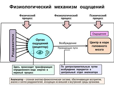 Визуальные ощущения и их роль в психологии