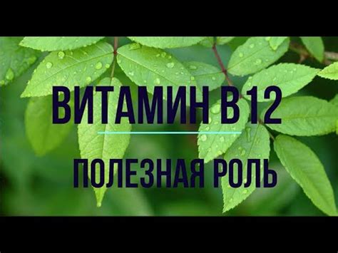 Витамин Б12: роль и важность