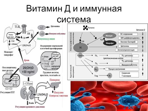 Витамин Н и иммунная система