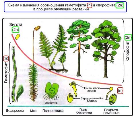 Вклад гаметофита в экосистему