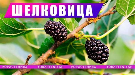 Вкус и описание шелковицы: уникальные свойства ягоды