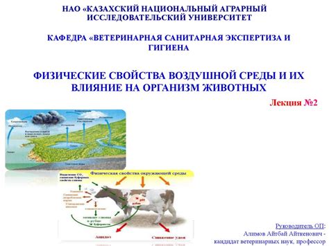 Влияние Часа быка на организм