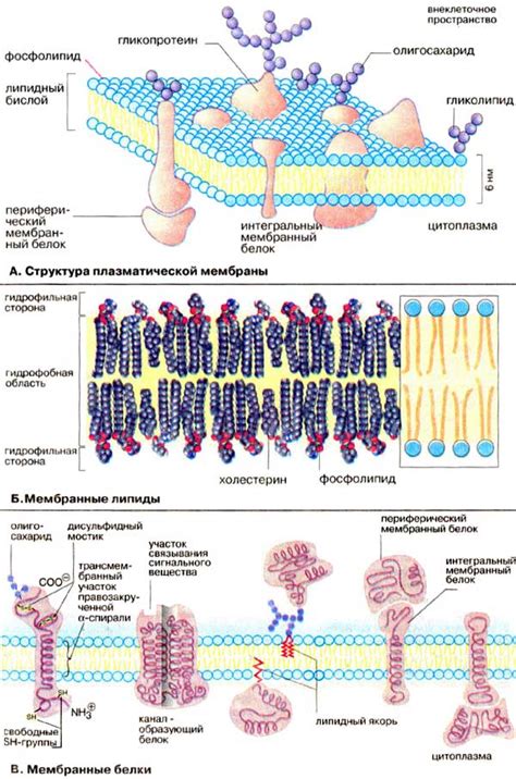Влияние белков на функционирование мембраны