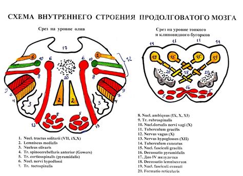 Влияние белого вещества продолговатого мозга на координацию движений