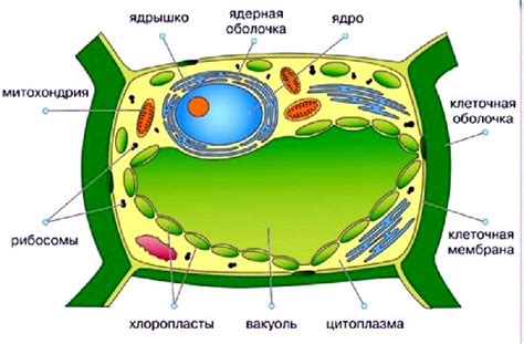 Влияние вакуоли на цвет растений