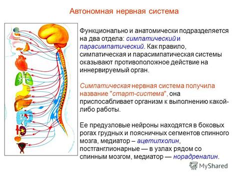 Влияние вегетативной нервной системы на органы и функции организма