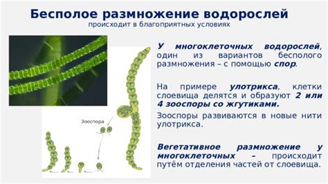 Влияние гаметофита на размножение водорослей