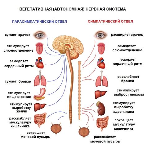 Влияние гипоксии на развитие нервной системы