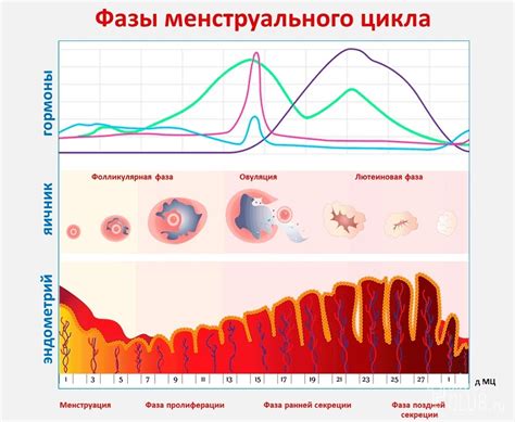 Влияние гормона ГСПГ на менструальный цикл