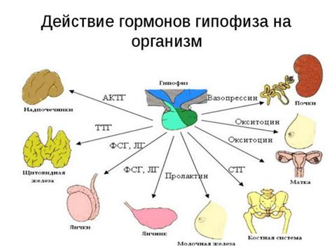 Влияние гормонов на движение подсолнухов