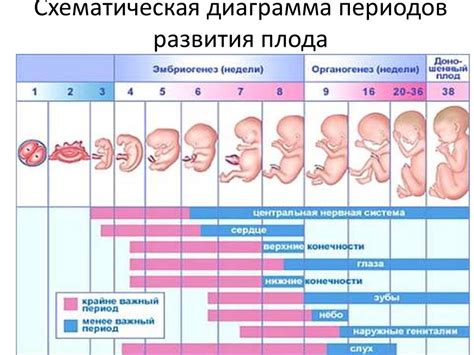 Влияние гэф в лж у плода на развитие ребенка