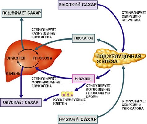 Влияние декстрозы и глюкозы на организм