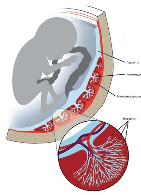 Влияние зрелости плаценты на развитие плода