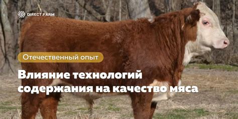 Влияние изменений питания на качество мяса у свиней