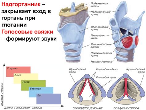 Влияние инфекций на голосовые связки