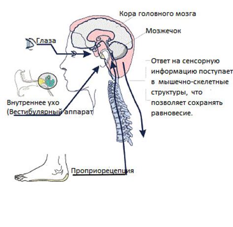 Влияние и причины нарушения вестибулярного аппарата