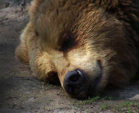 Влияние медведя во сне на психологическое состояние