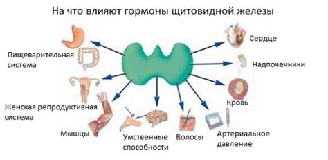 Влияние миндалевидной железы на организм