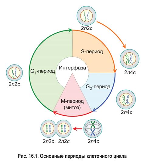 Влияние молекул на целостность и форму клетки