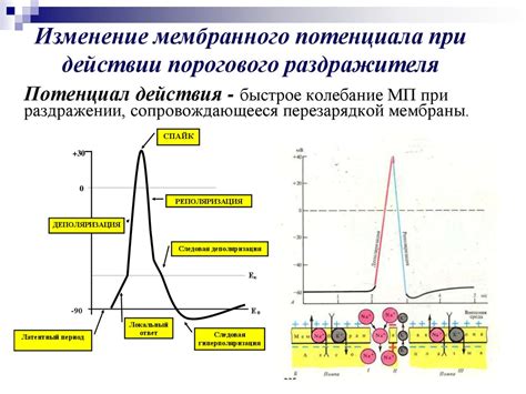 Влияние нарушения реполяризации на функцию нервной системы