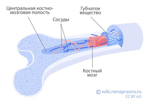 Влияние на костный мозг