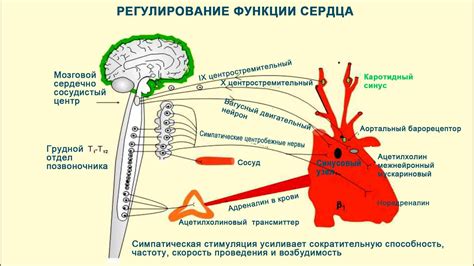 Влияние на работу сердца и нервной системы