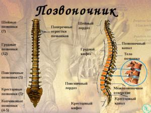 Влияние на структуру и функцию позвоночника