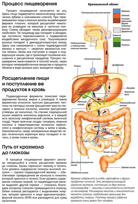 Влияние нимид порошка на пищеварительную систему