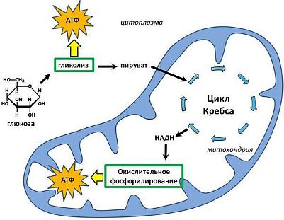 Влияние обезвоживания на энергетический обмен