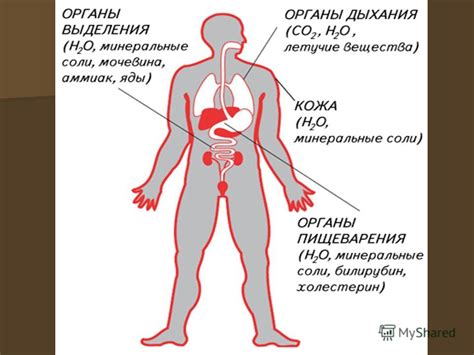 Влияние обмена веществ на организм: