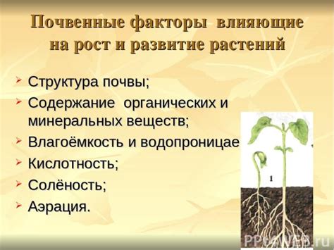 Влияние органических веществ на рост и развитие растения