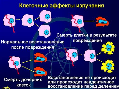 Влияние пептидогликана на клетку: главная функция в биологических процессах