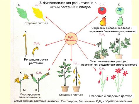 Влияние периода старости на развитие и физиологические процессы растений