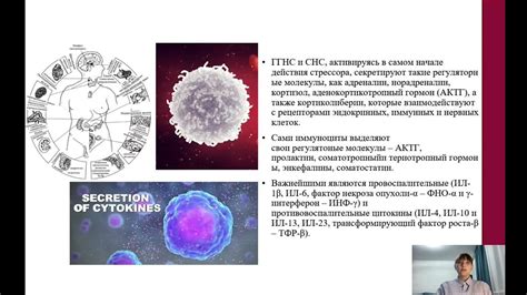 Влияние питьевой радоновой воды на иммунную систему