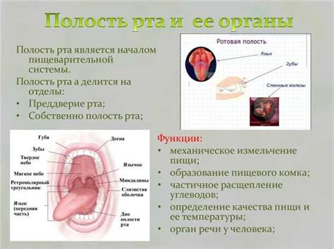 Влияние пищи на абсорбцию пенициллинов