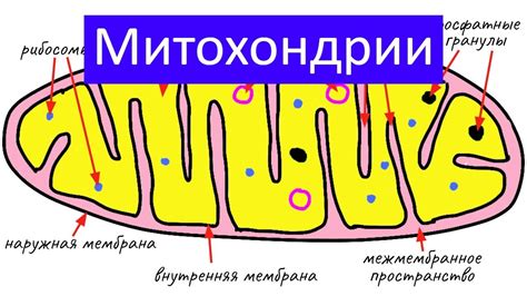 Влияние пола на количество крист в митохондриях