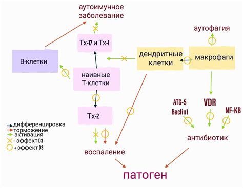 Влияние пузырька витамина D на иммунную систему