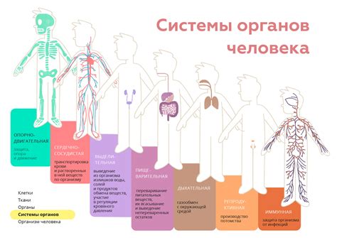 Влияние раздражителя на функции органов и систем