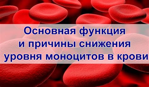 Влияние снижения моноцитов в крови: причины и последствия