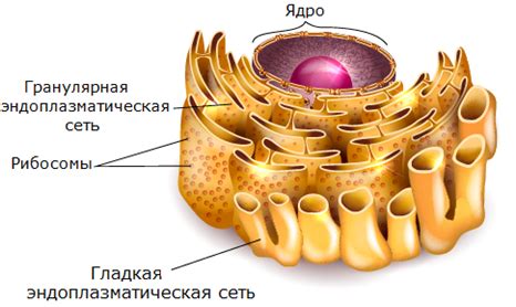 Влияние структуры клеток