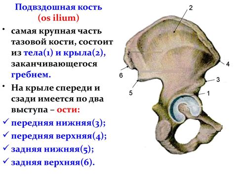 Влияние уникальных особенностей подвздошной кости на движение животных