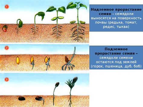 Влияние целлюлозы на растительный рост и развитие