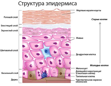 Влияние эпидермиса