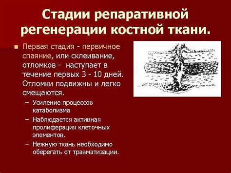 Влияние эстрадиола на качество костной ткани