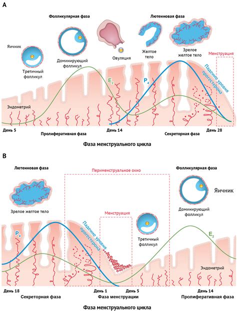 Влияние эстрогена на цикл месячных